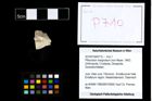 Foto (Objekt + Etikett) von Pithonoton marginatum (von Meyer, 1842)  (NHMW-GEO-2014-0194-0710)
